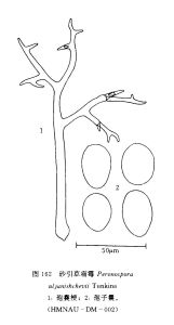 砂引草霜霉 砂引草霜霉