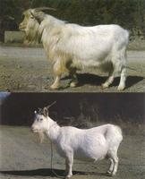 宜昌白山羊 宜昌白山羊