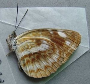 茂環蛺蝶 茂環蛺蝶