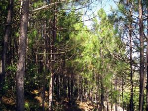 瑞谷莊村自然資源-生態林