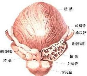 前列腺結構