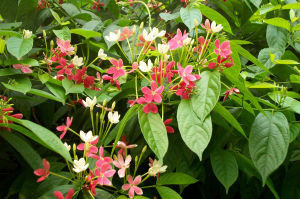 黃連肥兒丸 黃連肥兒丸