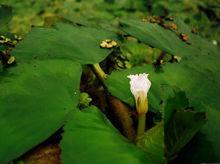 菱角[水生植物]