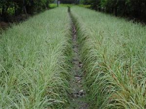 凹脈苔草 凹脈苔草