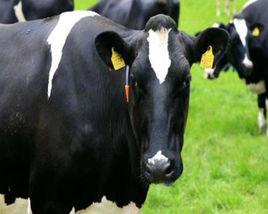 中國荷斯坦奶牛 中國荷斯坦奶牛