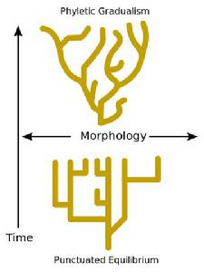 漸變與間斷平衡的比較