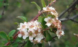 拱枝繡線菊 拱枝繡線菊