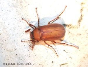 台灣樺金龜