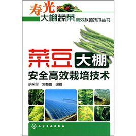 菜豆大棚安全高效栽培技術 菜豆大棚安全高效栽培技術