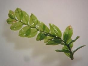 闊葉棉蘚 闊葉棉蘚