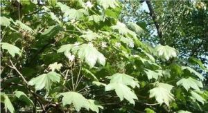 粗毛掌葉 粗毛掌葉