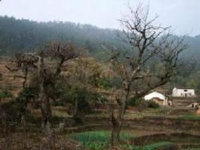 蟠桃山村 蟠桃山村