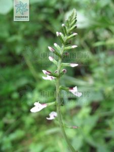 透骨草屬 透骨草屬