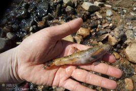 少鱗纓口鰍 少鱗纓口鰍