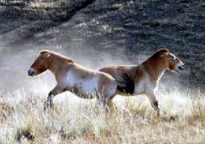 普熱瓦利斯基野馬
