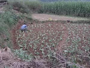 江西寨村的耕地