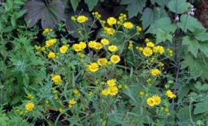 少花線葉旋覆花 少花線葉旋覆花