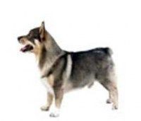 灰色挪威獵鹿犬 灰色挪威獵鹿犬