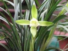 渝西劍芽 渝西劍芽