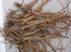 銀州柴胡 銀州柴胡