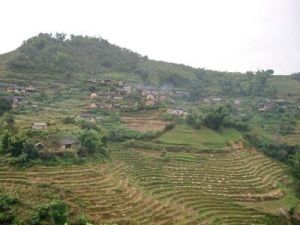 梨樹下寨自然村 梨樹下寨自然村