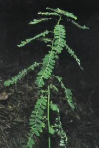 麻德拉斯葉下珠