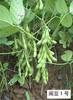 閩豆1號 閩豆1號