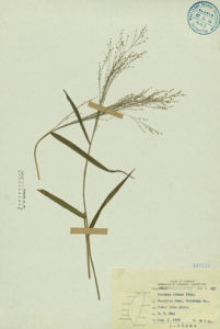 白花柳葉箬 白花柳葉箬