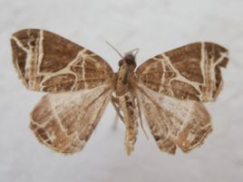 醜折線尺蛾 醜折線尺蛾