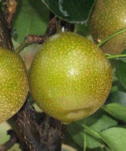 晚三吉梨 晚三吉梨