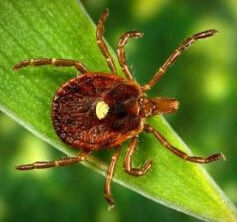蜱蟲 蜱蟲