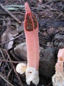 紅鬼筆[植物專業詞語]