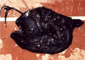 疏棘角鮟鱇 Himantolophus groenlandicus