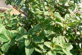 阿里根奴 阿里根奴