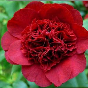 黑魔法茶花 黑魔法茶花