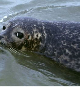 海豹流感 海豹流感