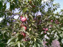 三華李&middot;果