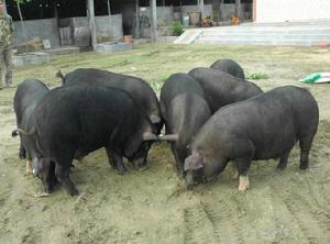 屯昌黑豬 屯昌黑豬