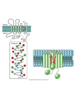 電位門通道 電位門通道