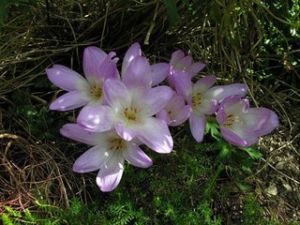 吳木比亞科 吳木比亞科