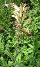 鋪散峨眉馬先蒿 鋪散峨眉馬先蒿