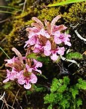 俯垂馬先蒿 俯垂馬先蒿