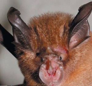 菲菊頭蝠 菲菊頭蝠