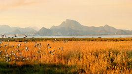 閩江河口國家濕地公園 閩江河口國家濕地公園