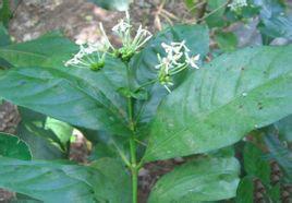 汕頭大沙葉 汕頭大沙葉