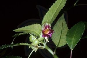 神父鳳仙花 神父鳳仙花