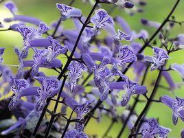 紫萼香茶菜 紫萼香茶菜