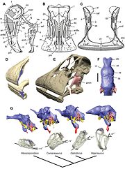 （圖）尼日龍的頭骨。下排從左到右依序為：大椎龍、圓頂龍、梁龍、尼日龍的頭骨