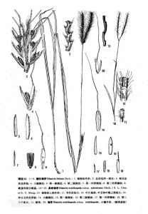 具脊觿茅 具脊觿茅