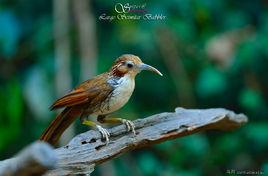 長嘴鉤嘴鶥 長嘴鉤嘴鶥